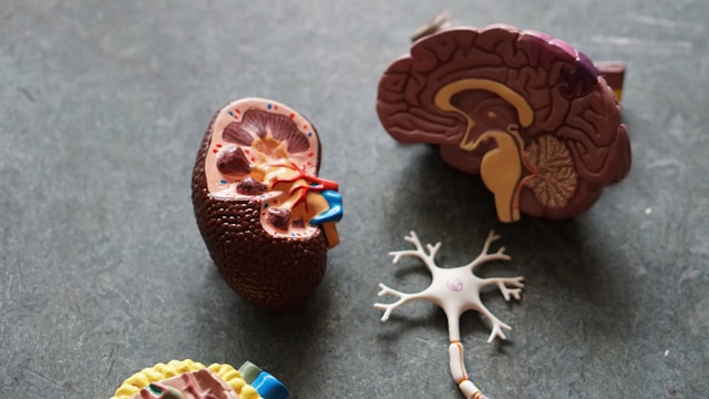 Human brain research image